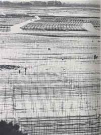 海苔漁場（昭和32年）