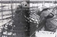 海苔採り作業（昭和30年頃）