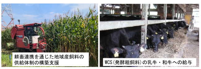 飼料用トウモロコシの収穫・WCS給与