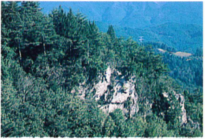 コウヤマキ群落