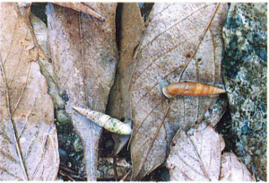 ツムガタモドキギセル写真