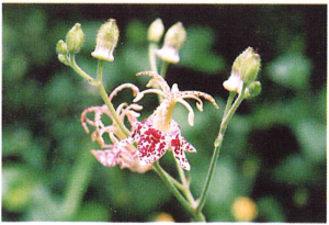 ヤマホトトギス