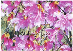 コバノミツバツツジ写真