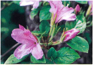 モチツツジ写真