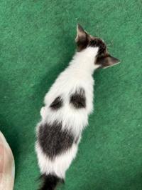にこ背中