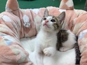 ちゃこ