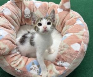 はなこ２