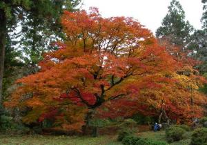 県民の森紅葉