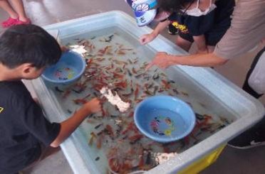金魚すくい