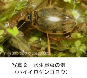 水生昆虫の例 （ハイイロゲンゴロウ）