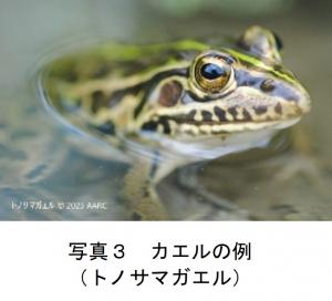 カエルの例 （トノサマガエル）