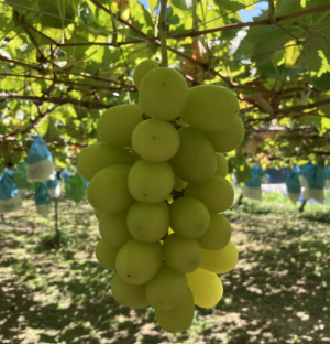 シャインマスカット