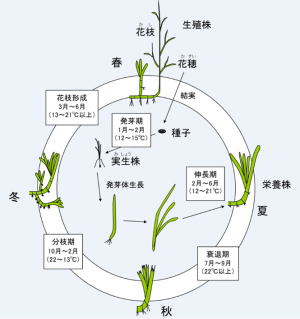 アマモの生活環