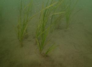 5月、粘土法、佐久島、ー１