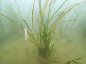 5月、粘土法、佐久島、ー２