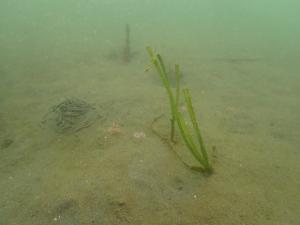 5月、コロイダルシリカ法、片名