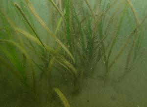 5月、コロイダルシリカ法、佐久島、ー１