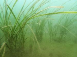 5月、コロイダルシリカ法、佐久島、ー２