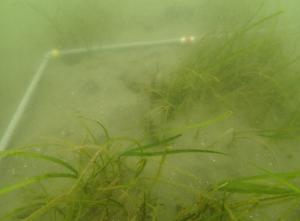 5月、麻袋法、片名A