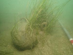 5月、麻袋法、佐久島