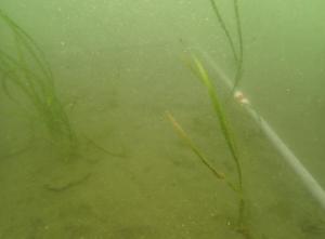 5月、ポット法、片名