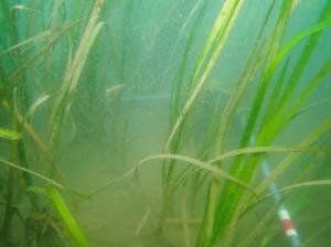 5月、ポット法、佐久島、高密度