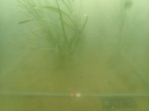 5月、ポット法、佐久島、低密度