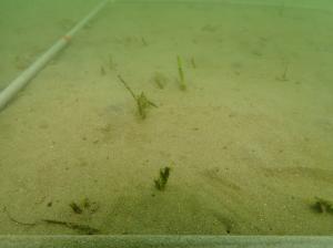 9月、粘土法、佐久島、ー１