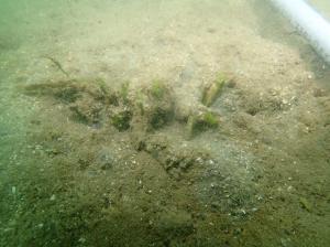 9月、粘土法、佐久島、ー２