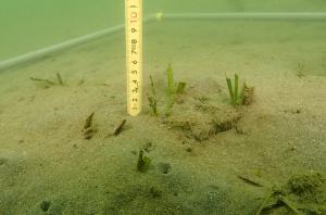 9月、コロイダルシリカ法、佐久島、ー１