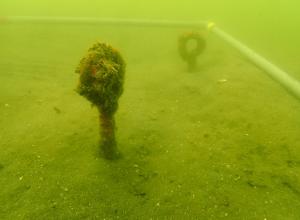 9月、麻袋法、片名A