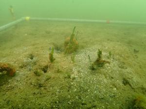 9月、麻袋法、佐久島