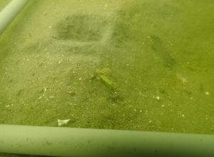 9月、ポット法、片名