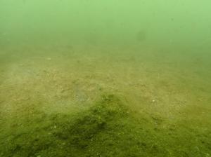 9月、ポット法、佐久島、高密度