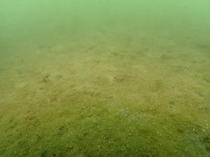 9月、ポット法、佐久島、低密度