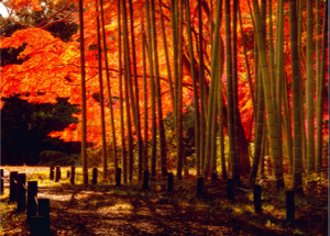 森林公園秋竹林