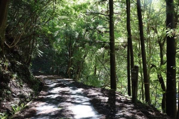 アスファルト舗装された軌道敷の様子