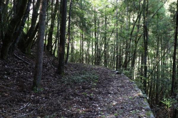 山の中で軌道敷が左へカーブしている様子