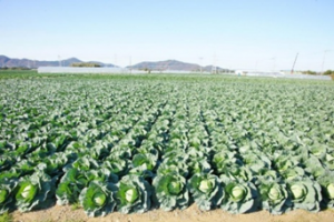 キャベツ栽培風景写真