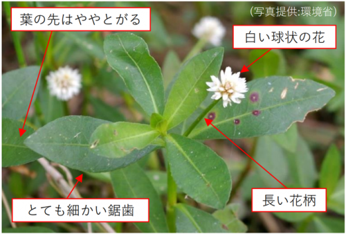 ナガエツルノゲイトウの花と葉の写真