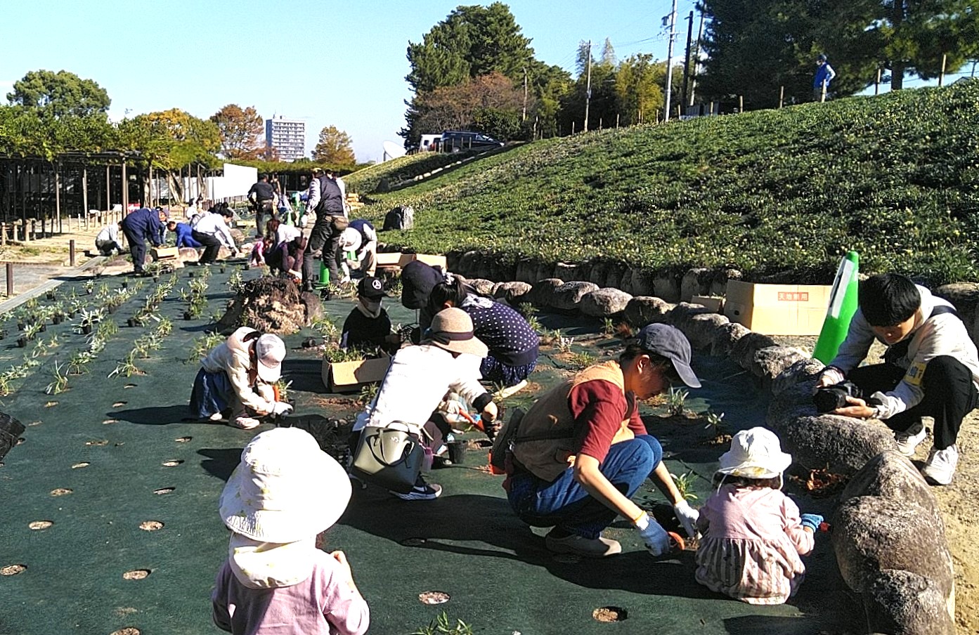 県民参加による植栽の様子の画像