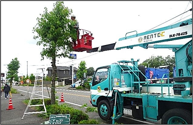 街路樹の剪定の画像
