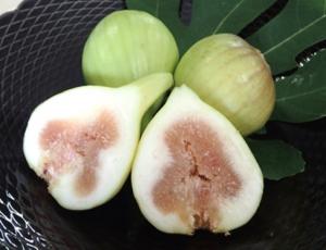 新品種「愛知イチジク１号」