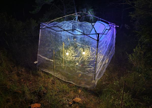 ライトトラップの様子