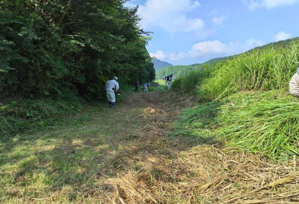 草刈りの様子