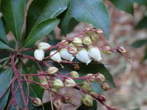 自然ウォッチング　アセビ