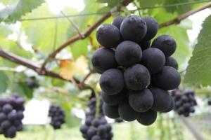 岡崎市のぶどう