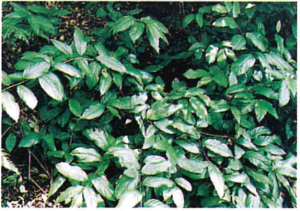 イズセンリョウの写真