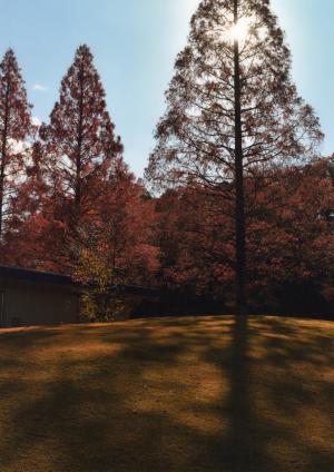 メタセコイア並木