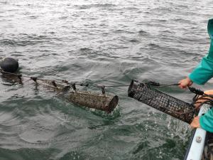 シングルシード式の養殖風景